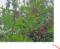 Elderberry picture